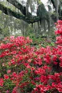 家族破产，我包养的校花成了总裁后续+完结